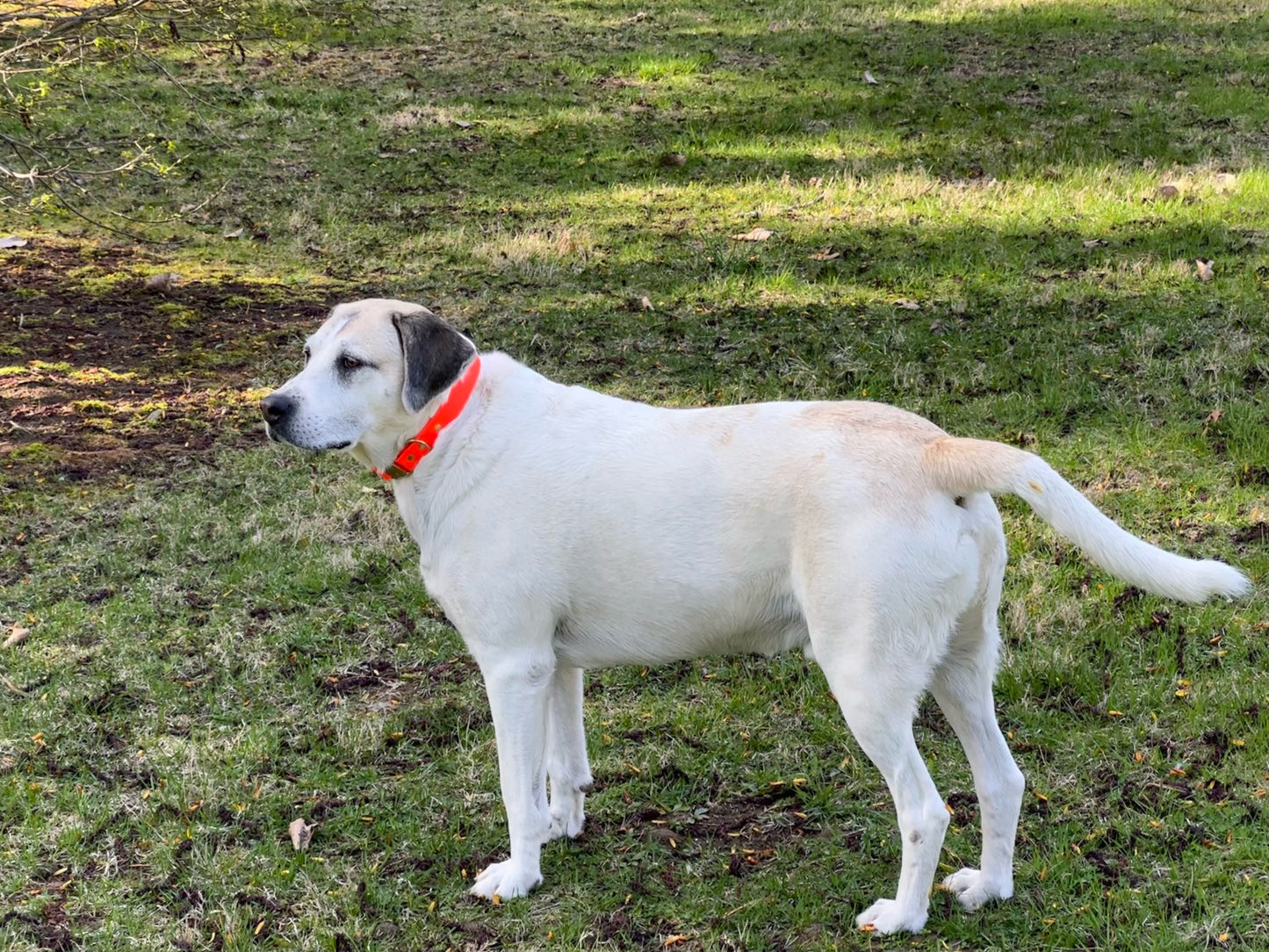 Waterproof Lightweight 1" Adjustable Biothane Dog Collar w/Solid Brass Quick Release Buckle Beautiful Bright Colors Soft Strong and Flexible