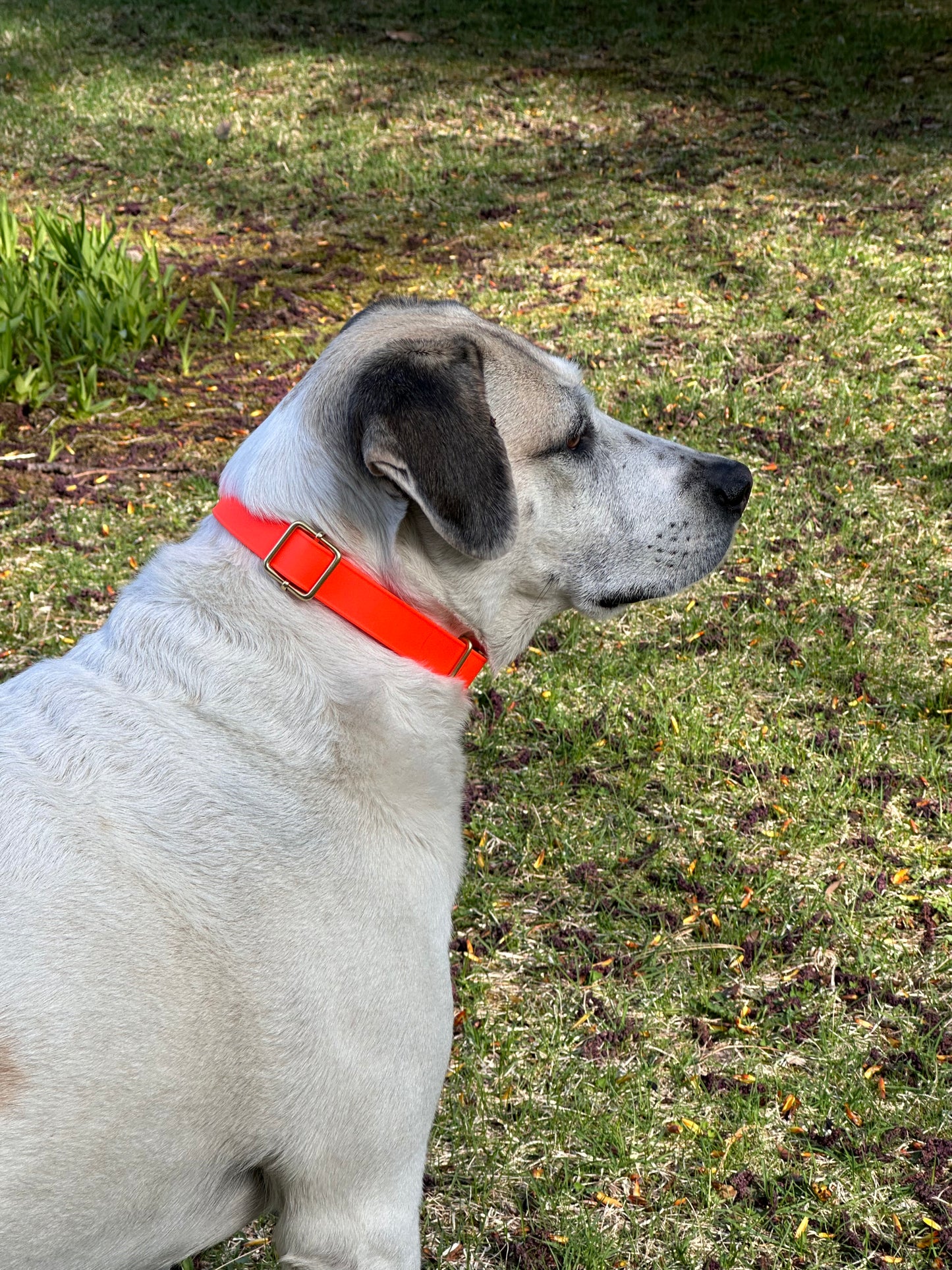 Waterproof Lightweight 1" Adjustable Biothane Dog Collar w/Solid Brass Quick Release Buckle Beautiful Bright Colors Soft Strong and Flexible