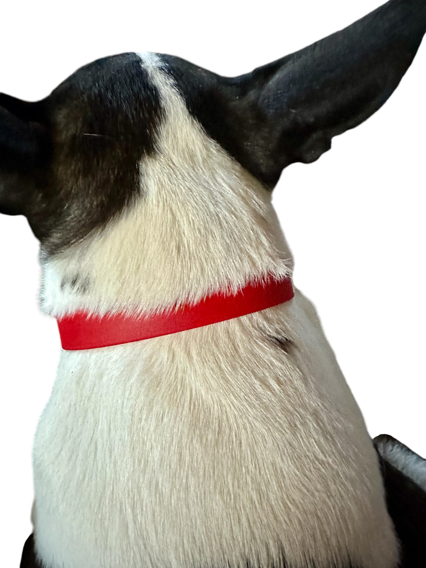 Cherry Red Waterproof Durable Sporty Biothane Buckle Collar for Active Fun Loving Dogs 20+ Bright Vibrant Colors Making Your Dog Easy to Spot