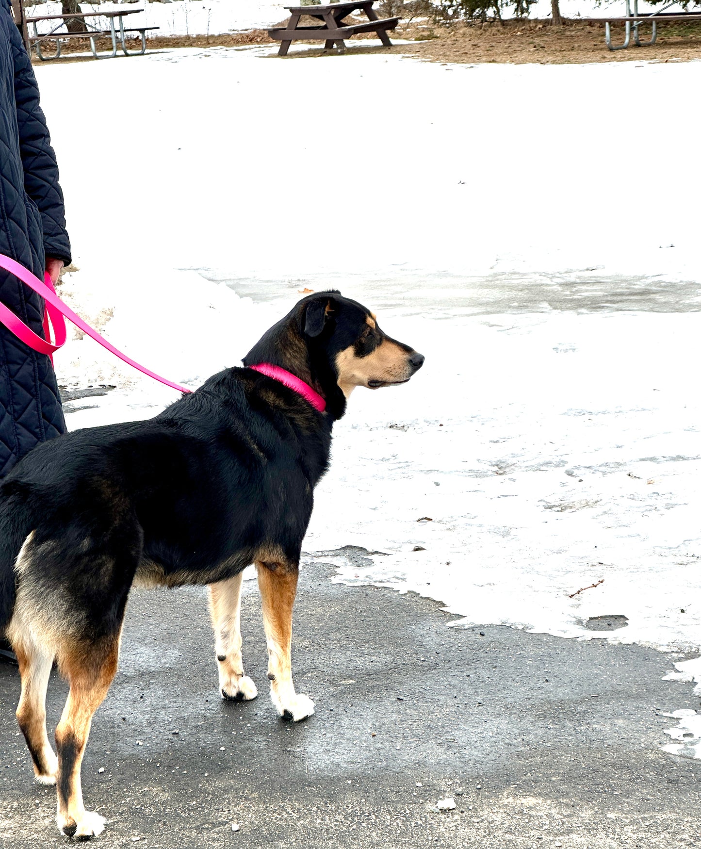 Fuschia Waterproof Durable Sporty Standard Biothane Buckle Snow Collar for Active Fun Loving Dogs - Vibrant Colors Making Your Dog Easy to Spot 3 Widths