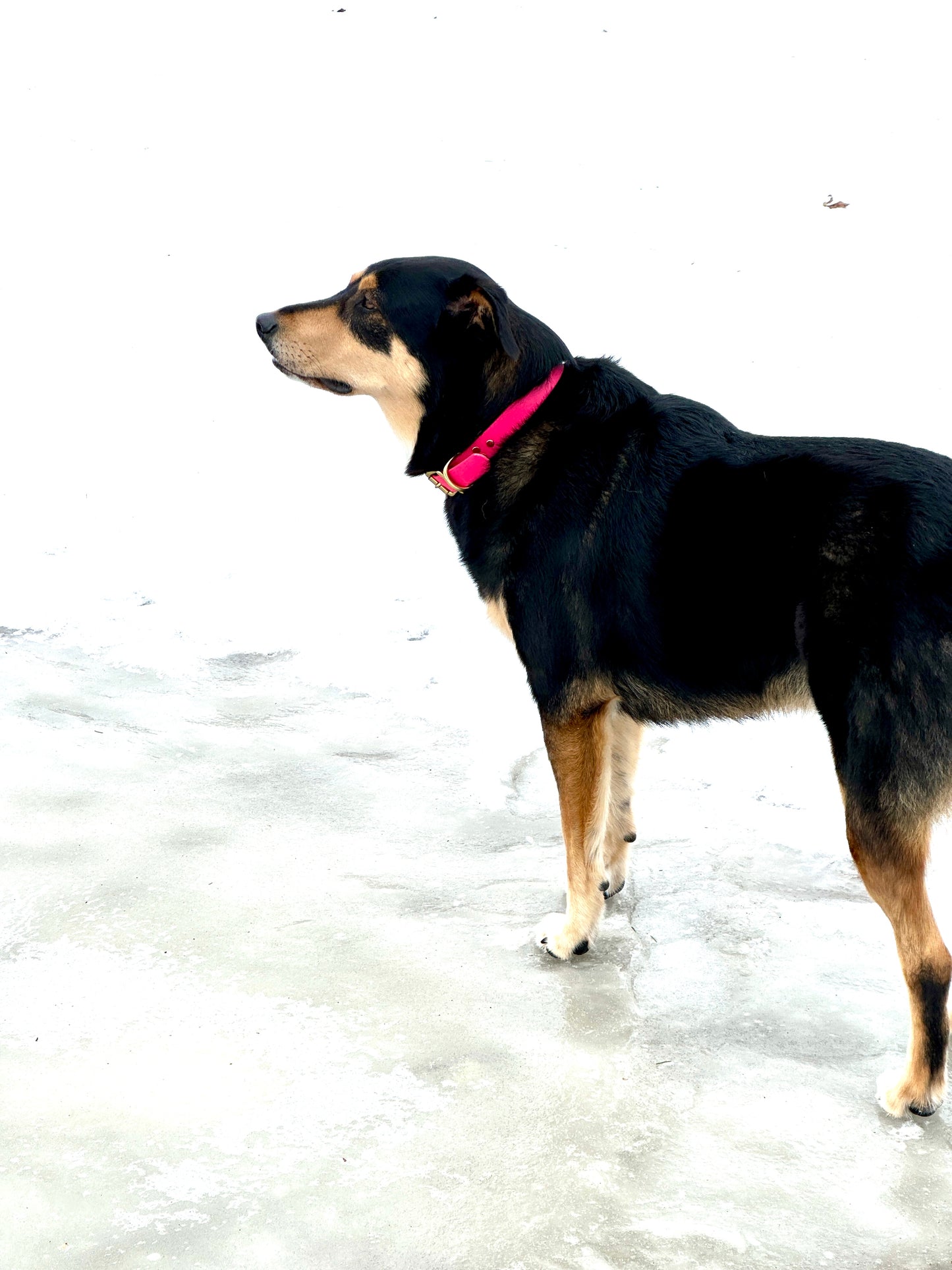 Fuschia Waterproof Durable Sporty Standard Biothane Buckle Snow Collar for Active Fun Loving Dogs - Vibrant Colors Making Your Dog Easy to Spot 3 Widths