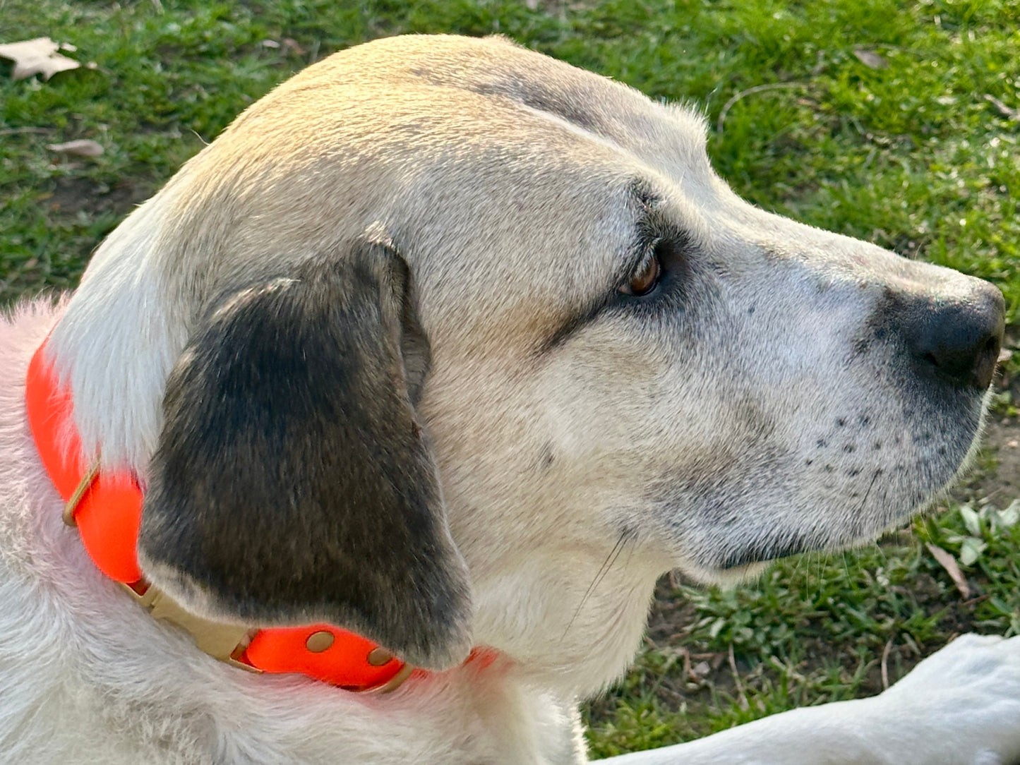 Waterproof Lightweight 1" Adjustable Biothane Dog Collar w/Solid Brass Quick Release Buckle Beautiful Bright Colors Soft Strong and Flexible