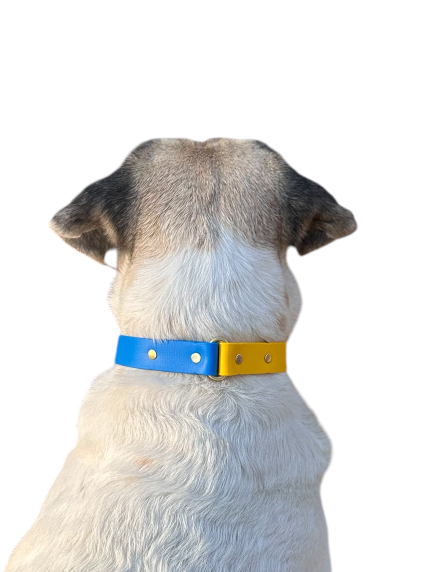 Ukraine Collection Dog Collars Two-Tone Blue and Yellow to Show Your Support