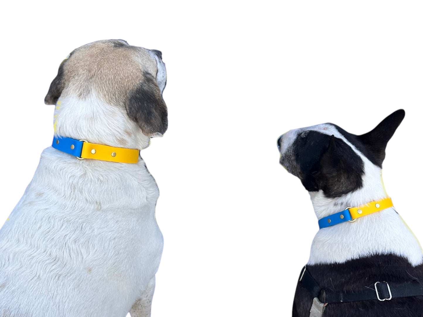 Ukraine Collection Dog Collars Two-Tone Blue and Yellow to Show Your Support