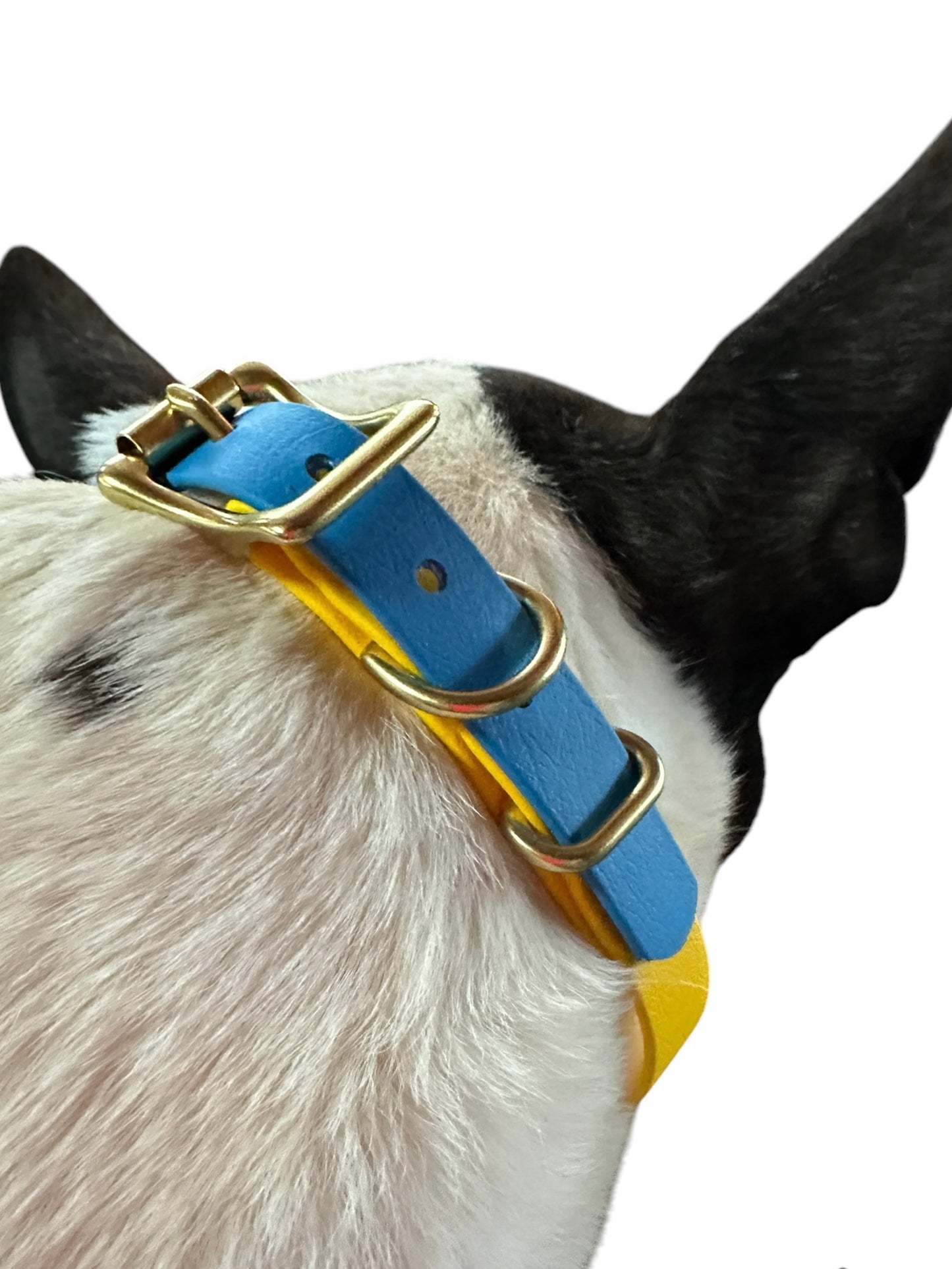 Ukraine Collection Dog Collars Two-Tone Blue and Yellow to Show Your Support