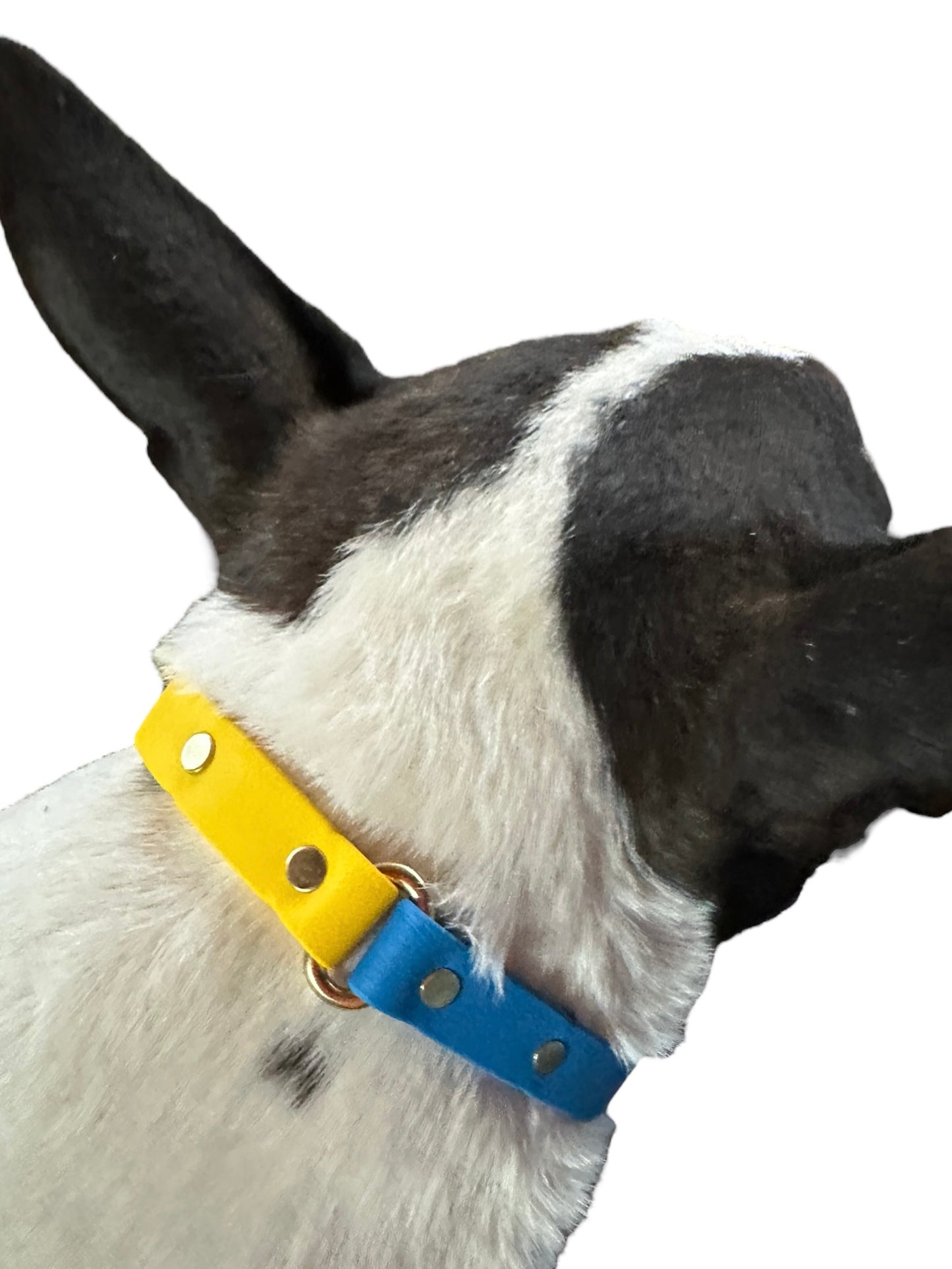 Ukraine Collection Dog Collars Two-Tone Blue and Yellow to Show Your Support