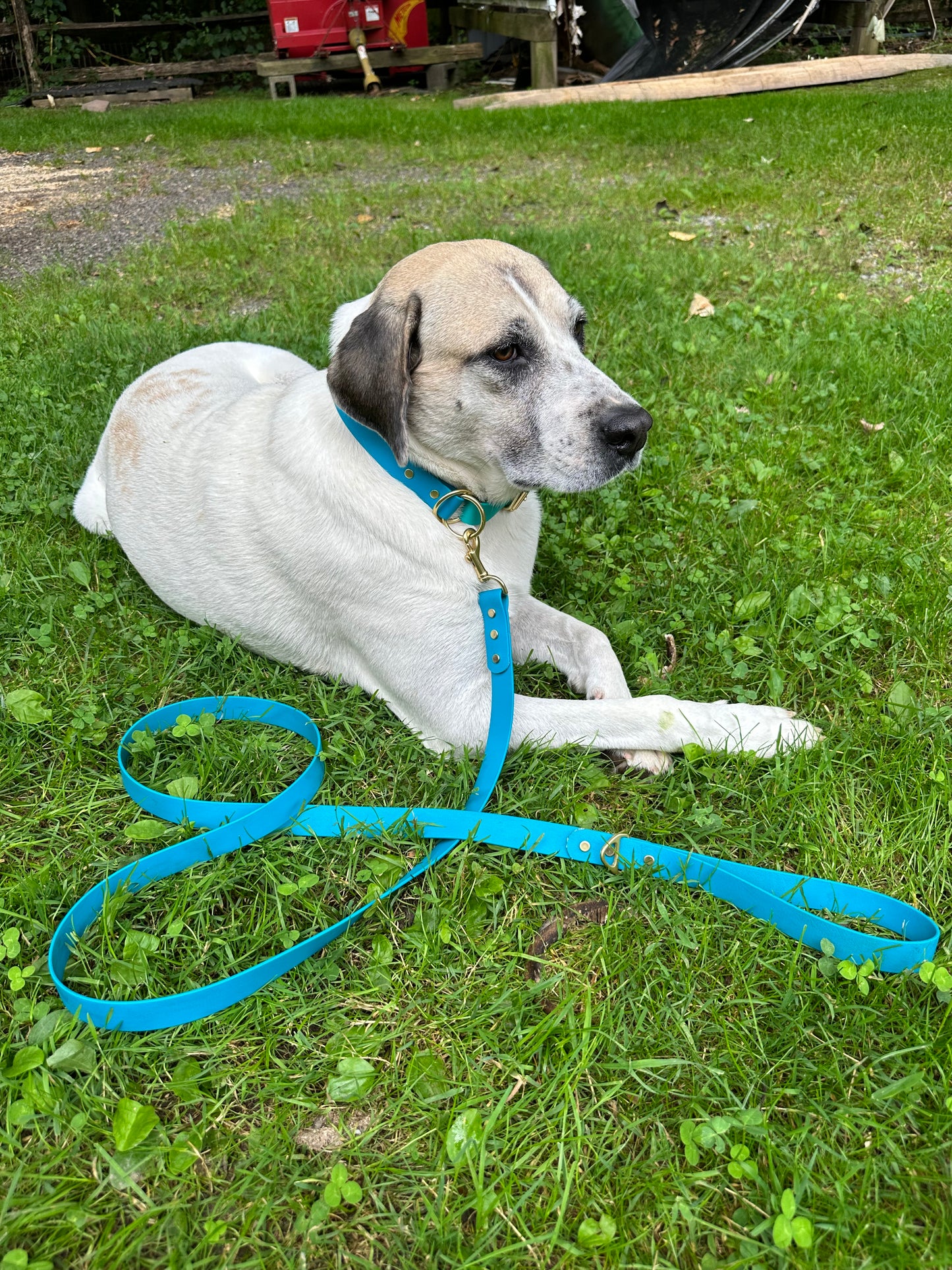 Waterproof Two-Tone Limited Adjustable Choke, Seafoam + Tropical Green Biothane Collar, Choke w/Safety + Buckle, Customizable Colors