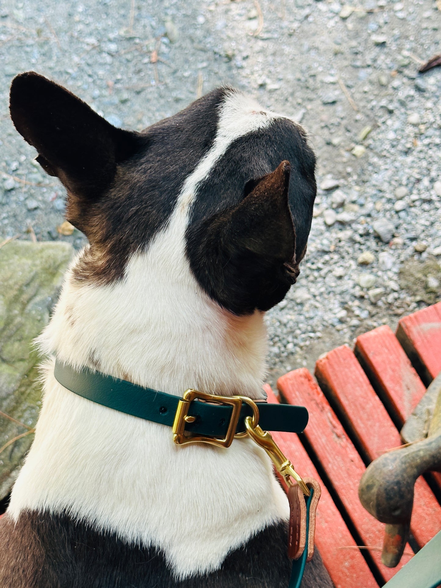 Leather + Biothane Collar + Leash Set Two tone Forest Green & Sedgwick English Bridle Veg Tanned Hazel Wear Over the Shoulder Leash w/Solid Brass