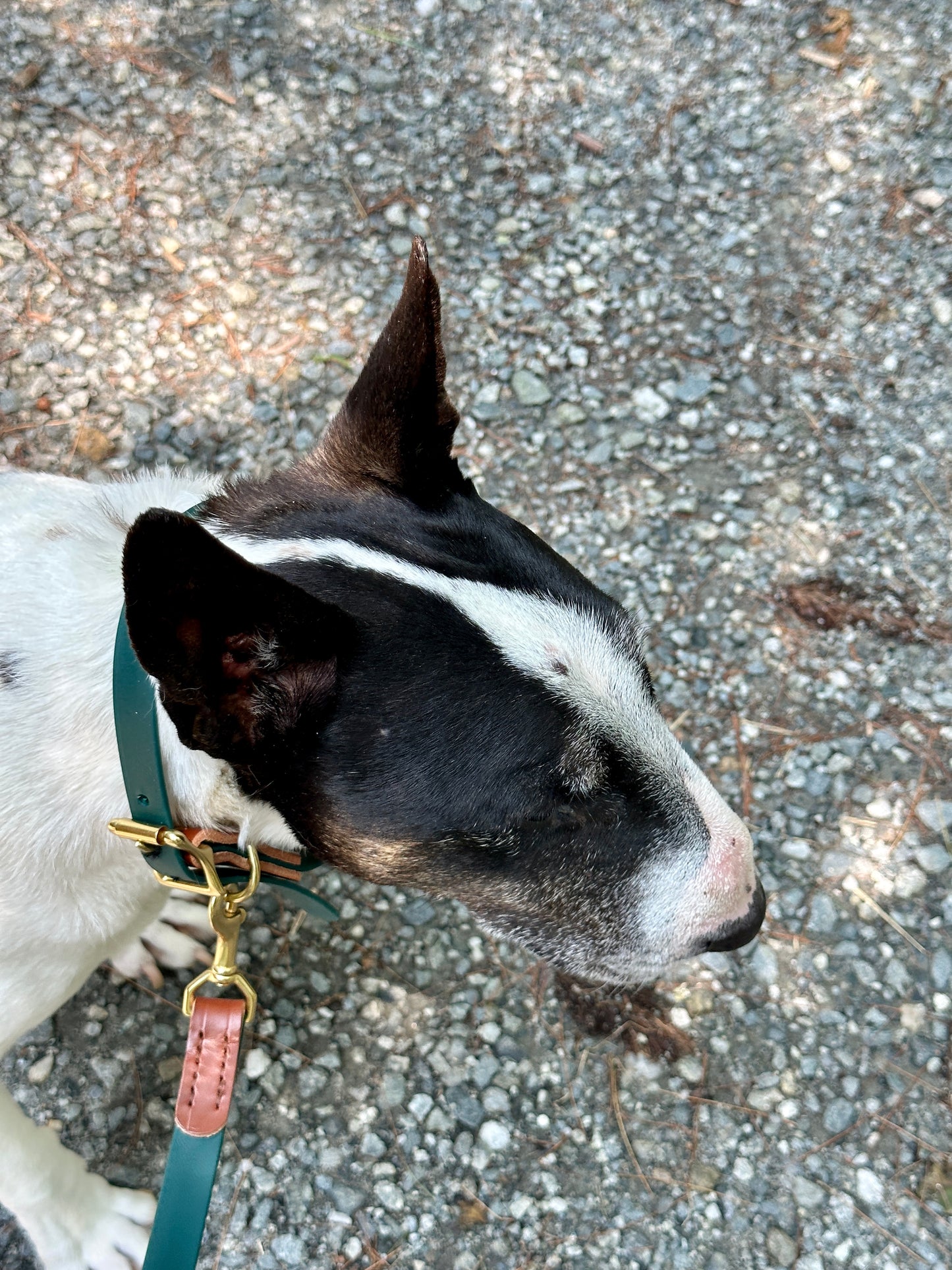 Leather + Biothane Collar + Leash Set Two tone Forest Green & Sedgwick English Bridle Veg Tanned Hazel Wear Over the Shoulder Leash w/Solid Brass