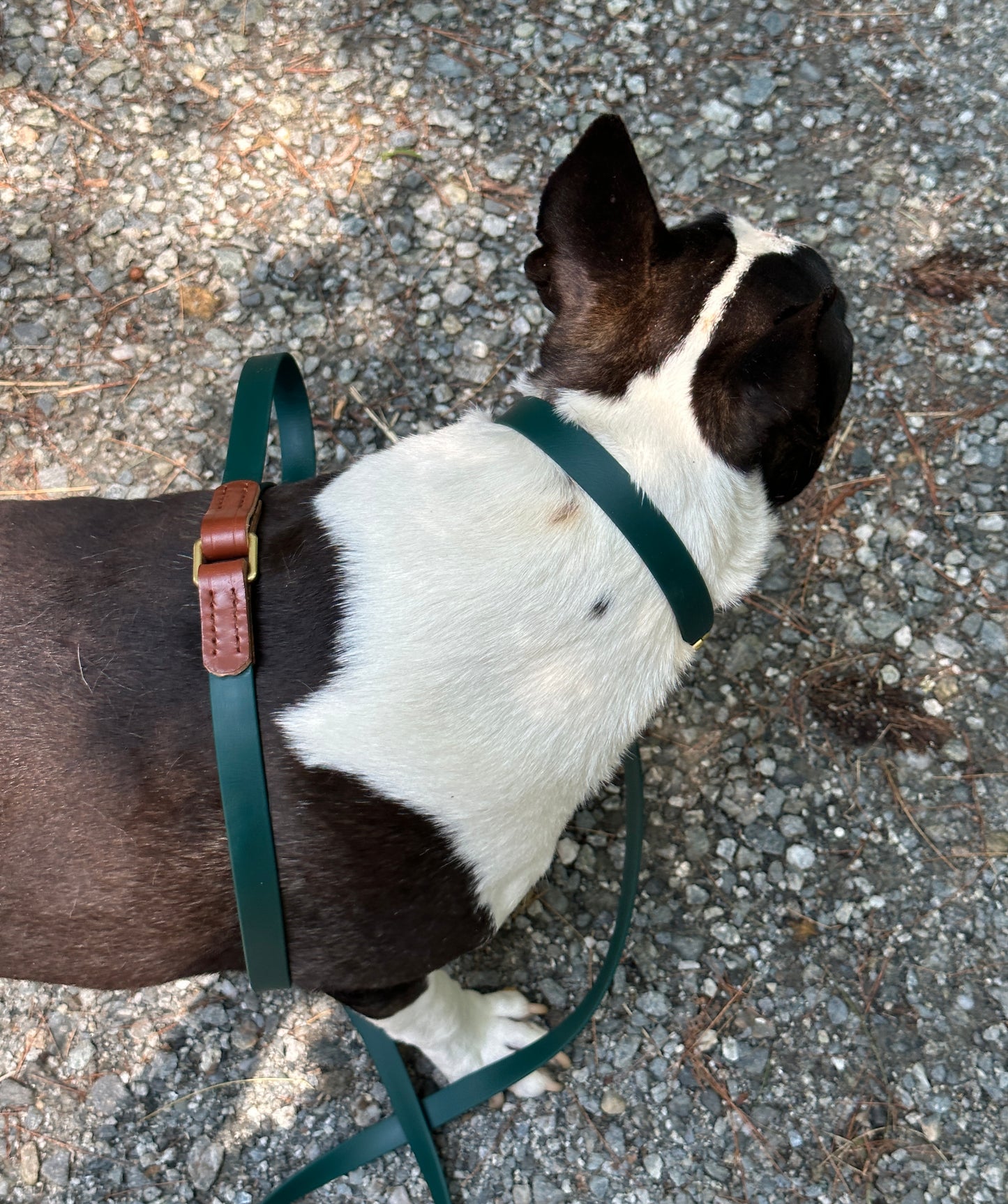 Leather + Biothane Collar + Leash Set Two tone Forest Green & Sedgwick English Bridle Veg Tanned Hazel Wear Over the Shoulder Leash w/Solid Brass