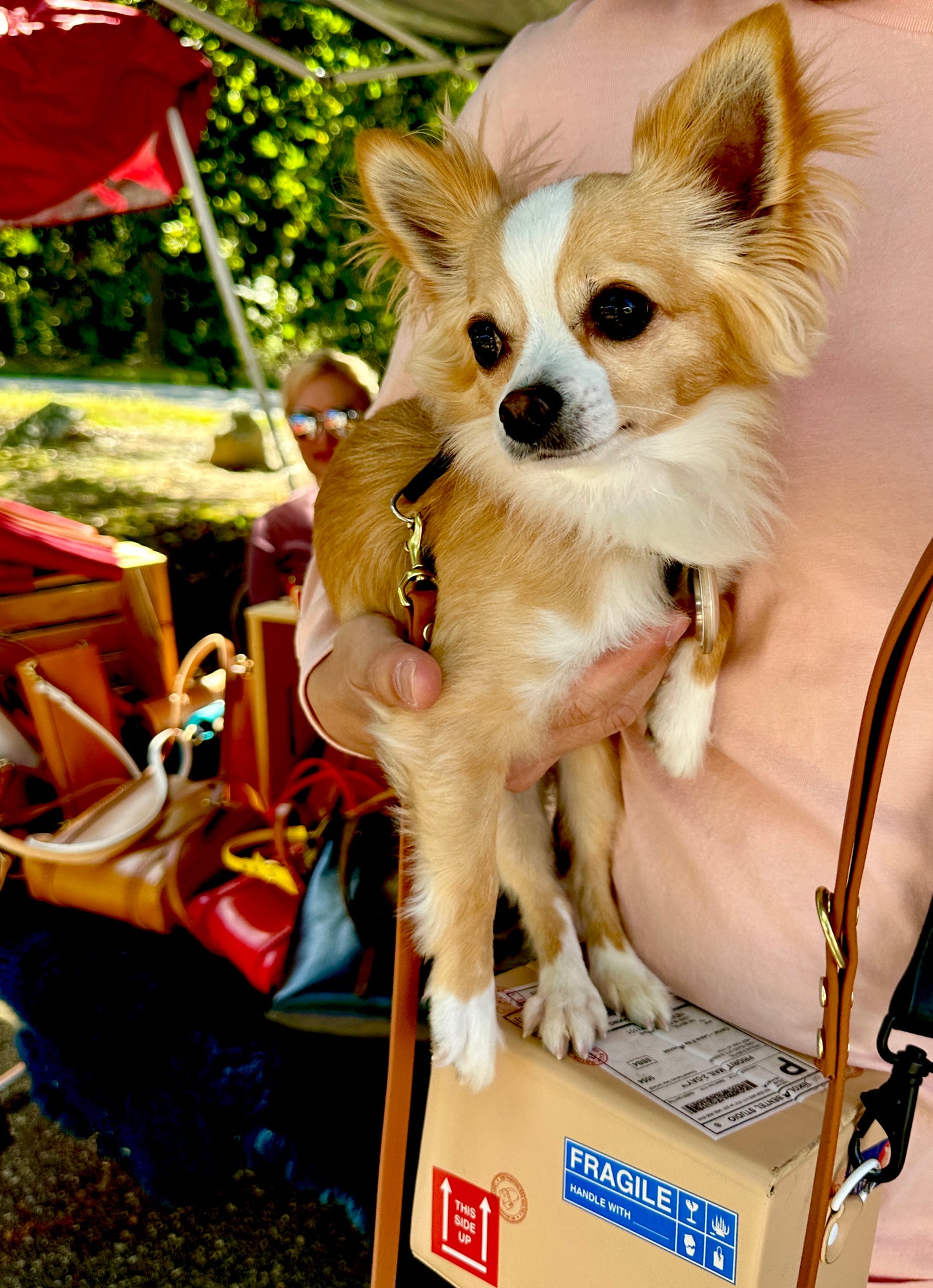 Mocha Waterproof Biothane Dog Leash — Handmade with Solid Brass Hardware (6 ft, Multiple Widths)
