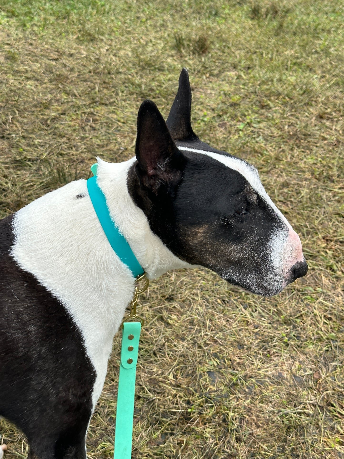 Turquoise Durable Sporty Practical Waterproof Dog Collar, Solid Brass Rustproof Hardware Vibrant Colors Make it Easy to Spot Your Dog