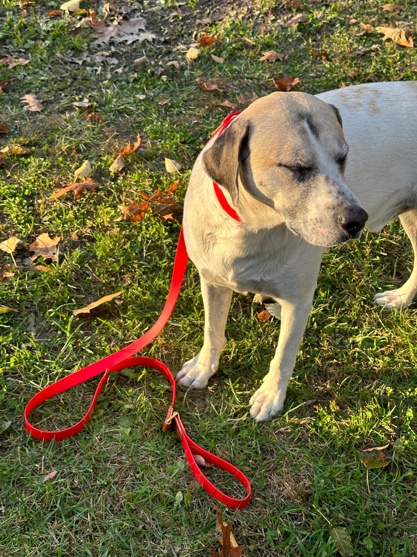 Biothane and Leather 1" Collar and Leash Set, Cherry Red and Chestnut, Bundle