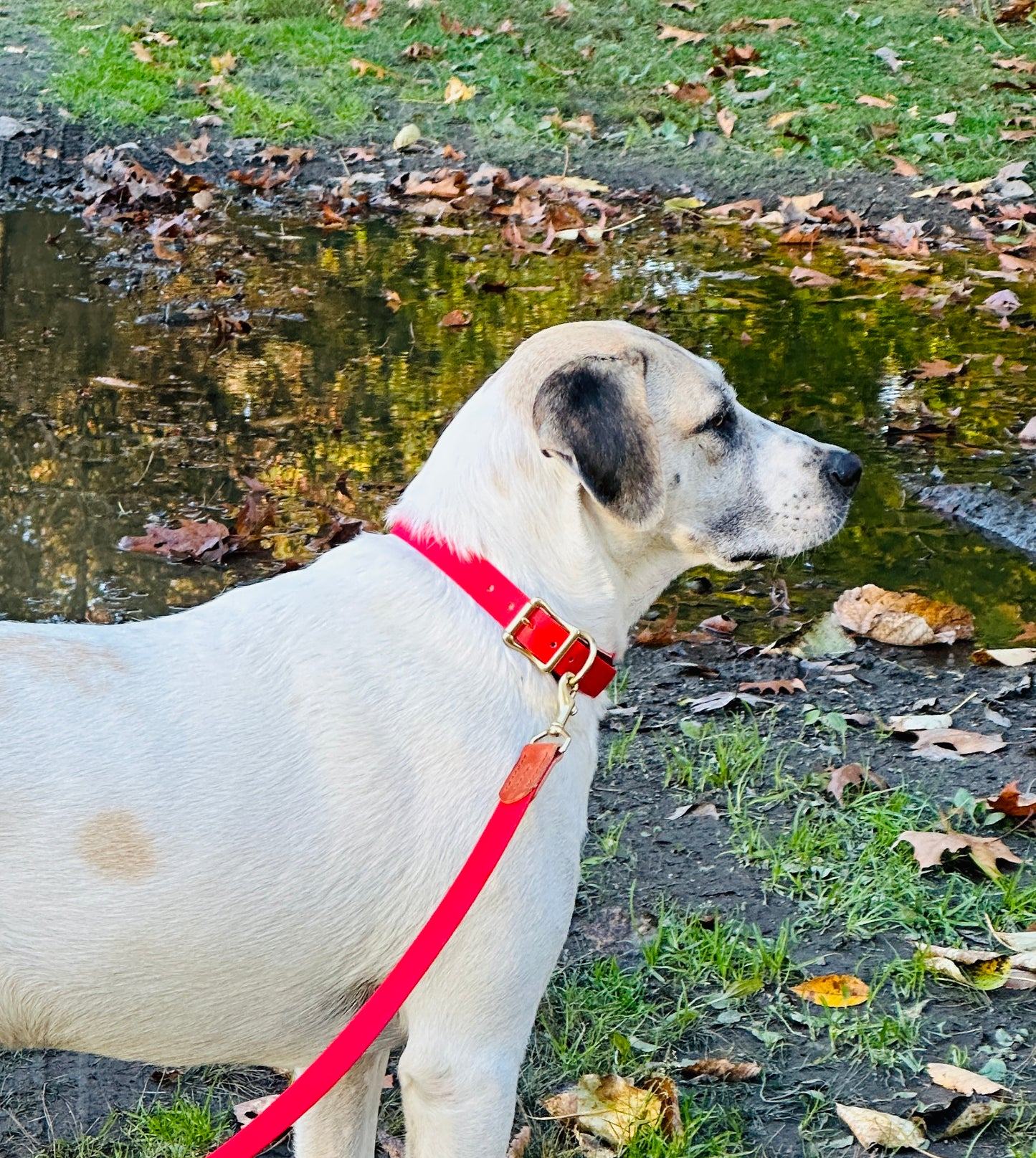 Two-Tone English Bridle London Tan and Cherry Red Biothane Dog Collar w/Heavy Rustproof Solid Brass Roller Buckle and D-Ring, Sporty Weather Resistant Leather and Biothane Dog Collar