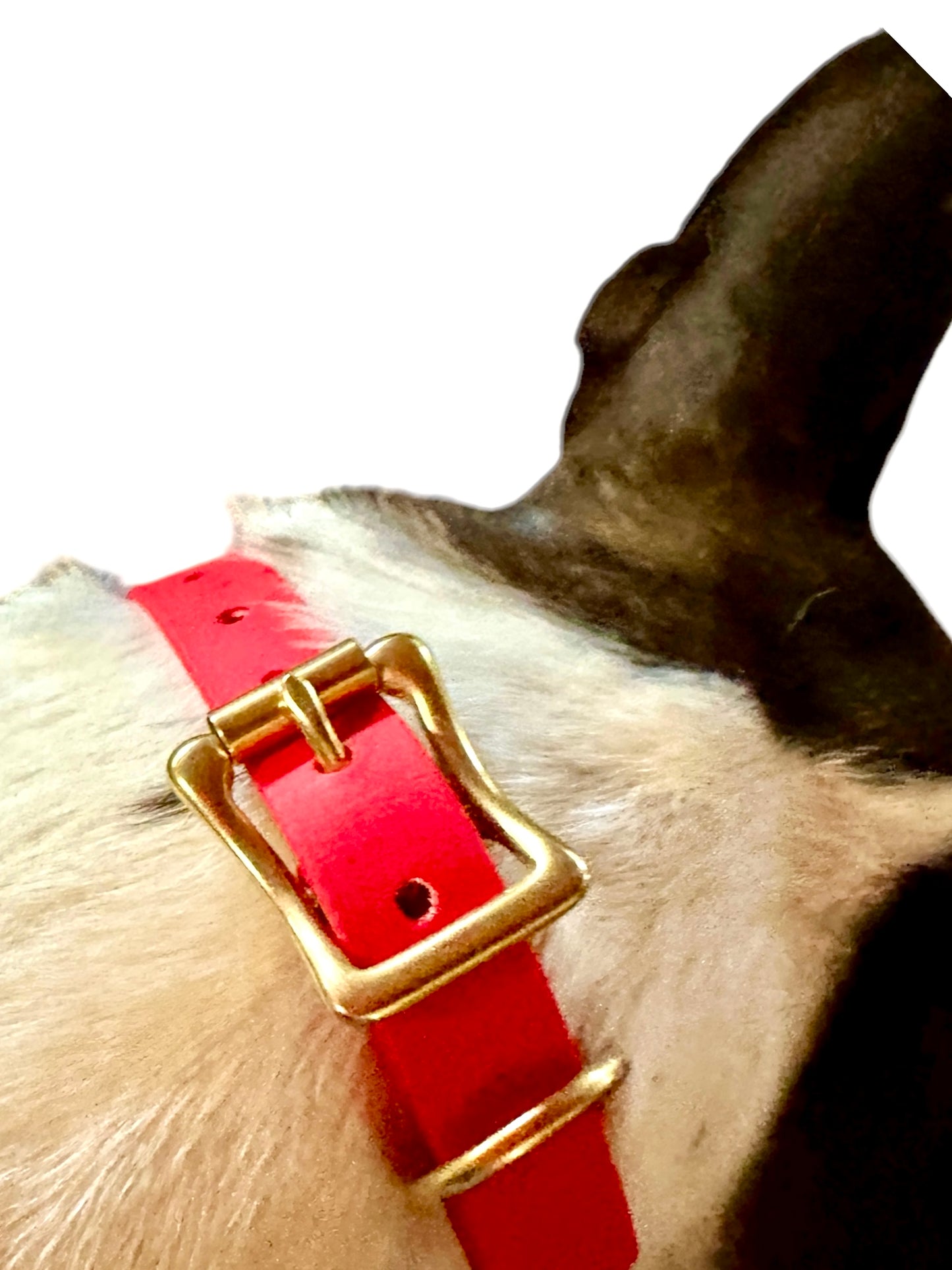 Cherry Red Waterproof Durable Sporty Biothane Buckle Snow Collar for Active Fun Loving Dogs 20+ Bright Vibrant Colors Making Your Dog Easy to Spot