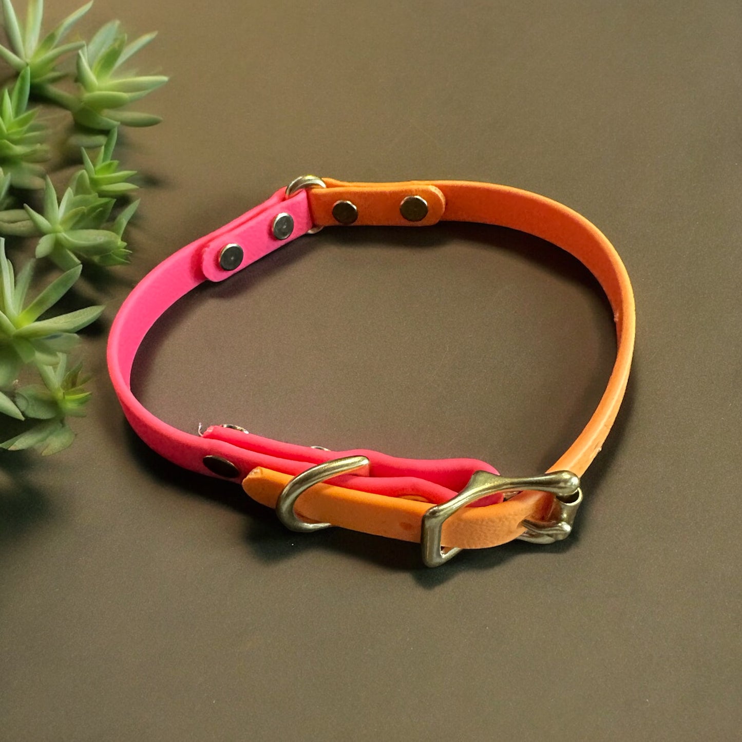 Adorable ALL Waterproof Two-Tone 1/2" Collars for Little Ones, with Shiny Solid Brass Rustproof Hardware