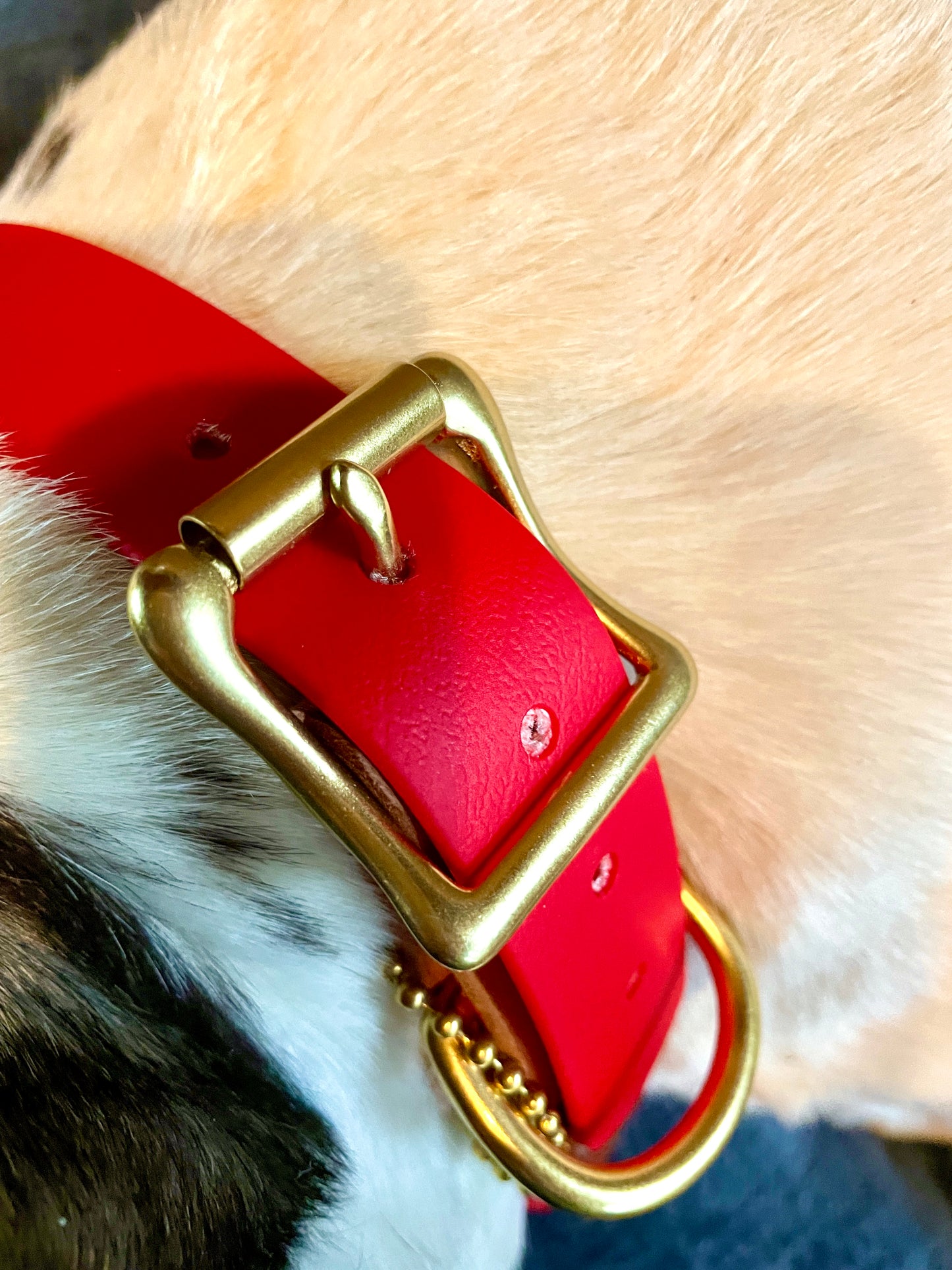 Two-Tone Italian Nut Brown Leather and Cherry Red Biothane Dog Collar w/Heavy Rustproof Solid Brass Roller Buckle and D-Ring, Sporty Weather Resistant Leather and Biothane Dog Collar