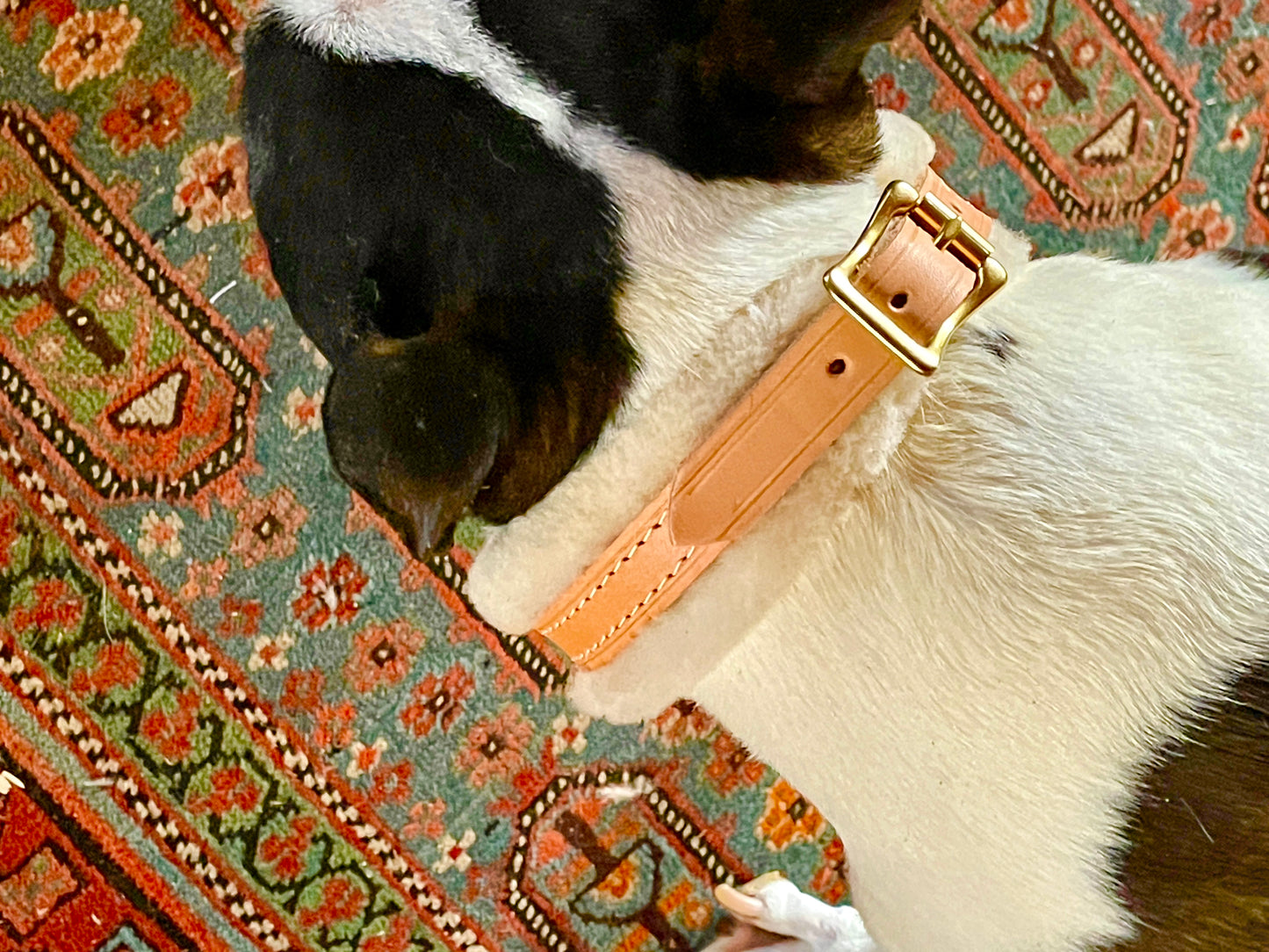 All Natural Leather and Shearling Collar 3/4" Wide