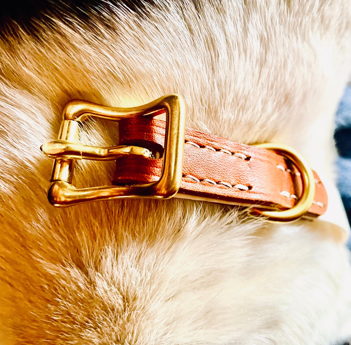 Two-Tone Italian Chestnut Leather and Crisp White Biothane Dog Collar w/Heavy Rustproof Solid Brass Roller Buckle and D-Ring, Sporty Weather Resistant Leather and Biothane Dog Collar