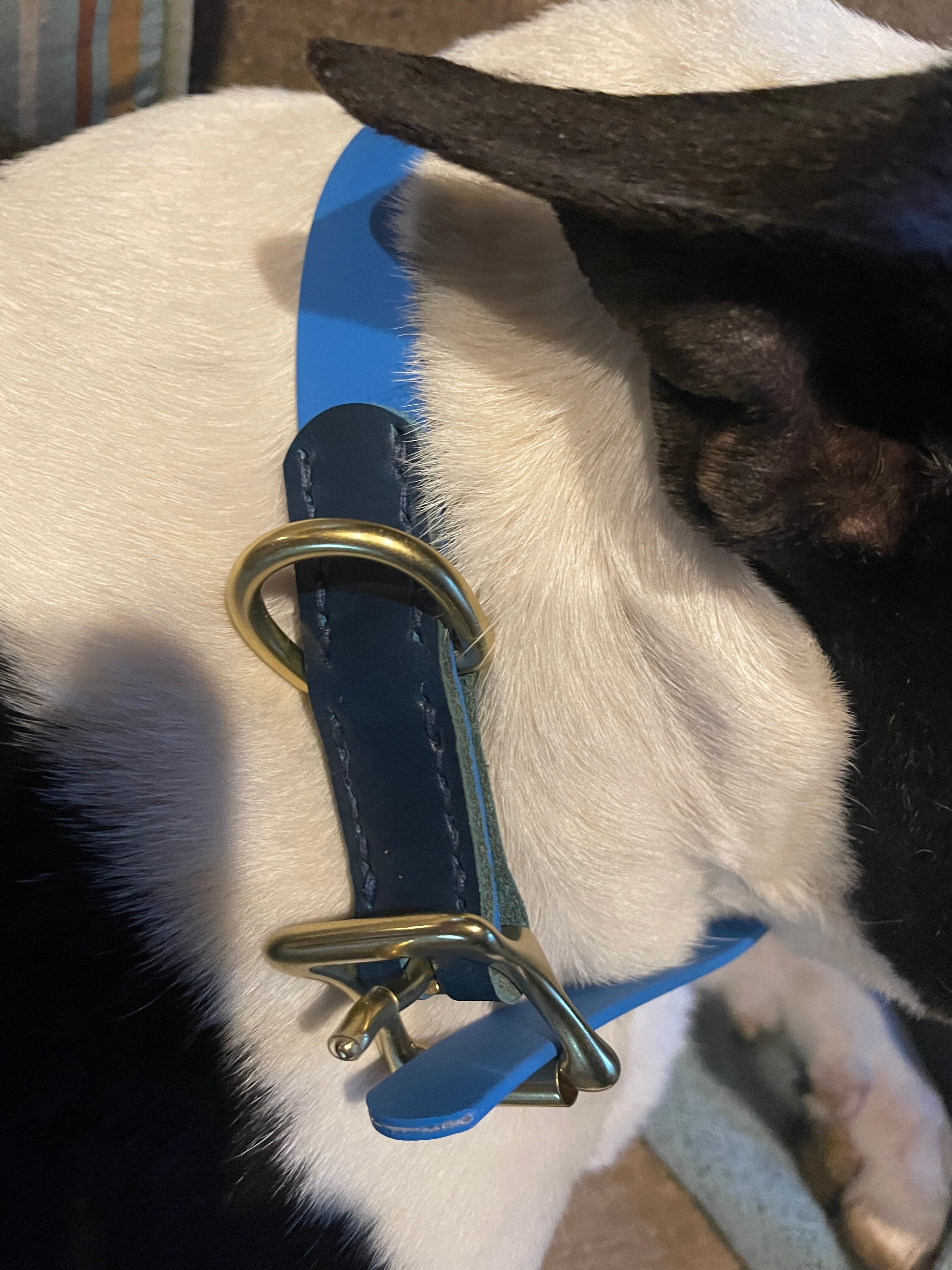 Marine on sale dog collar