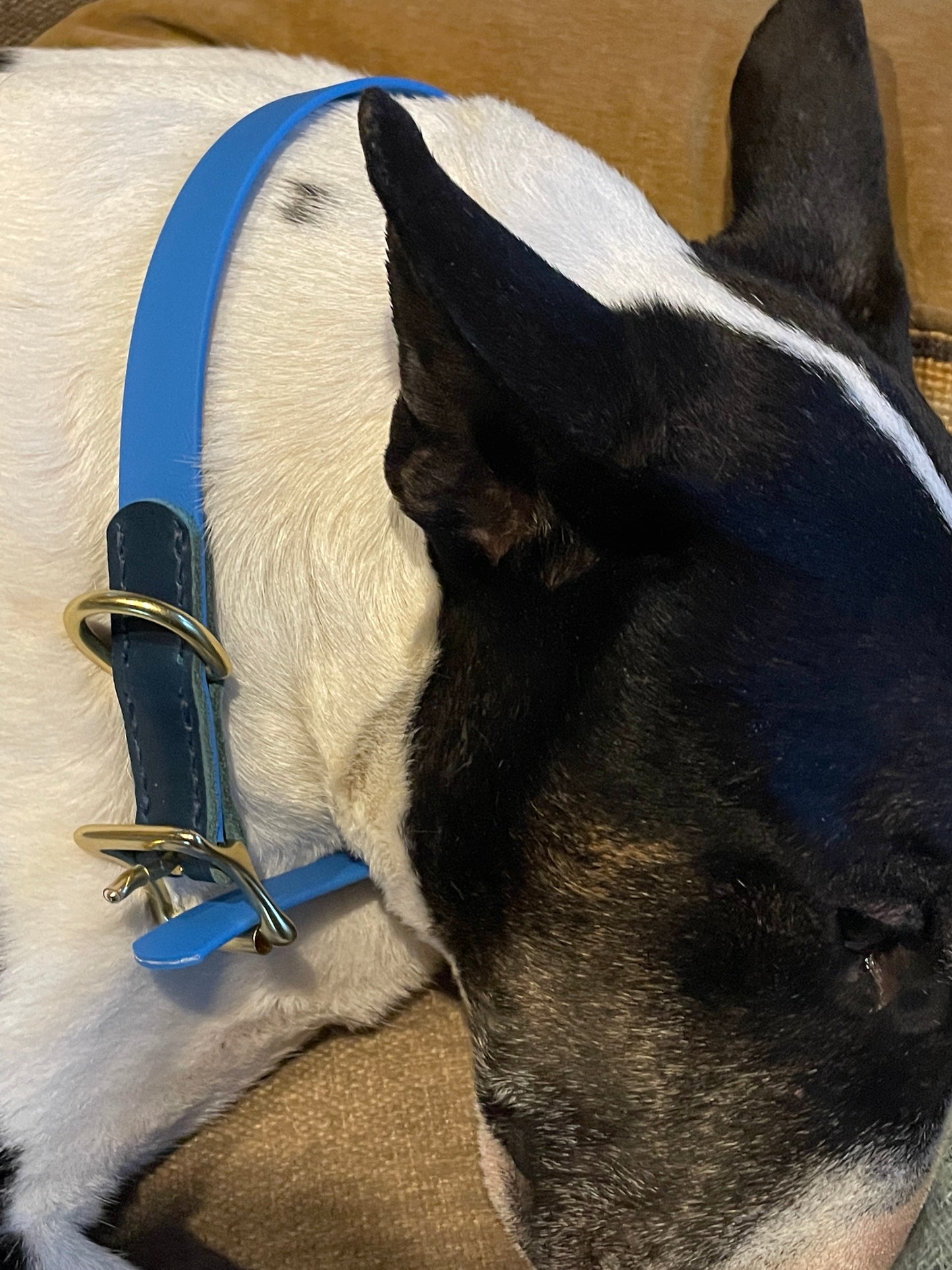 Two-Tone Italian Blue Marine Leather and Royal Pacific Blue Biothane Dog Collar w/Shiny Rustproof Solid Brass Roller Buckle and D-ring