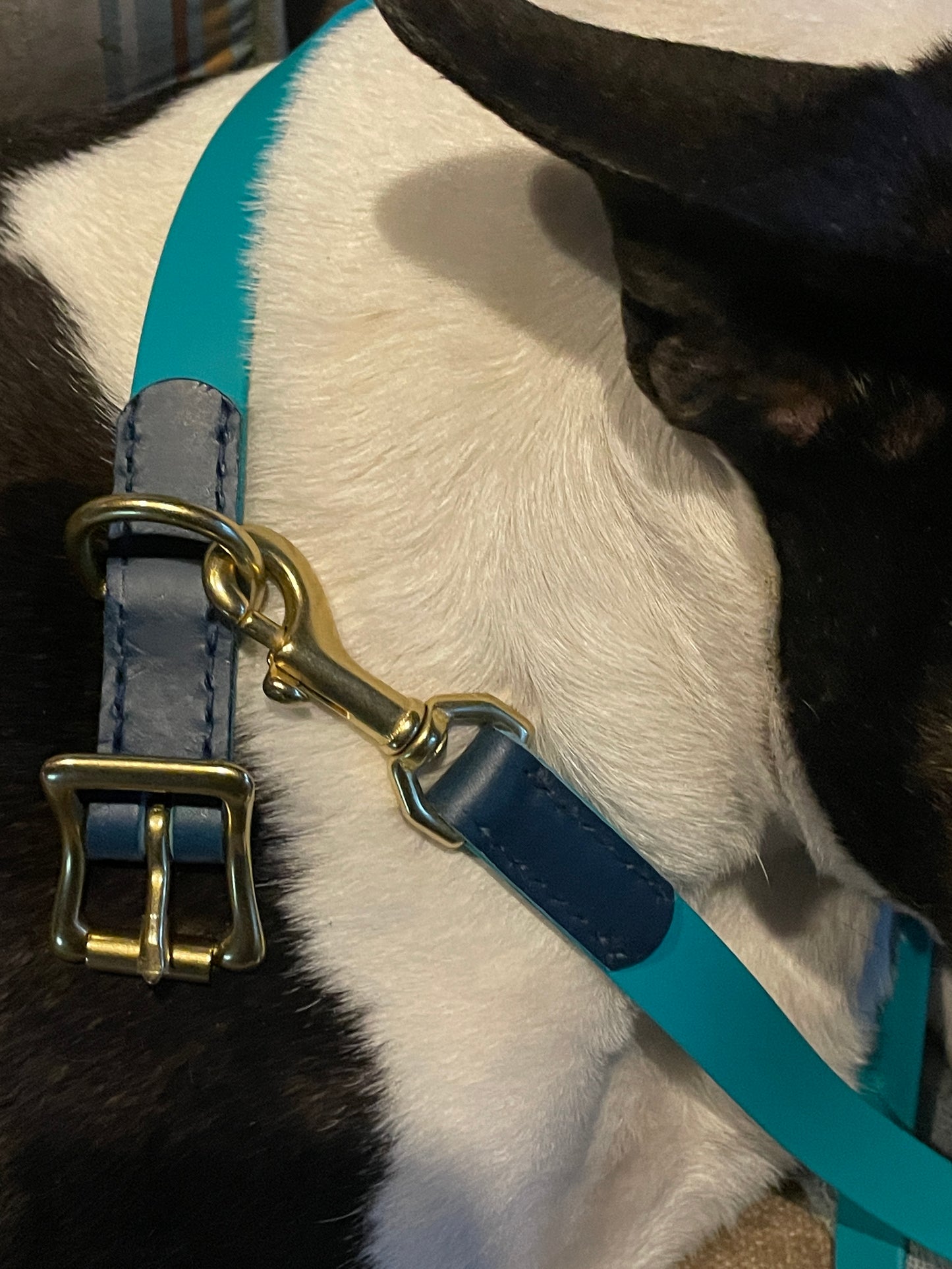 Two-Tone Italian Navy Marine Leather and Tropical Green Biothane Dog Collar w/Shiny Rustpoof Solid Brass Roller Buckle and D-Ring