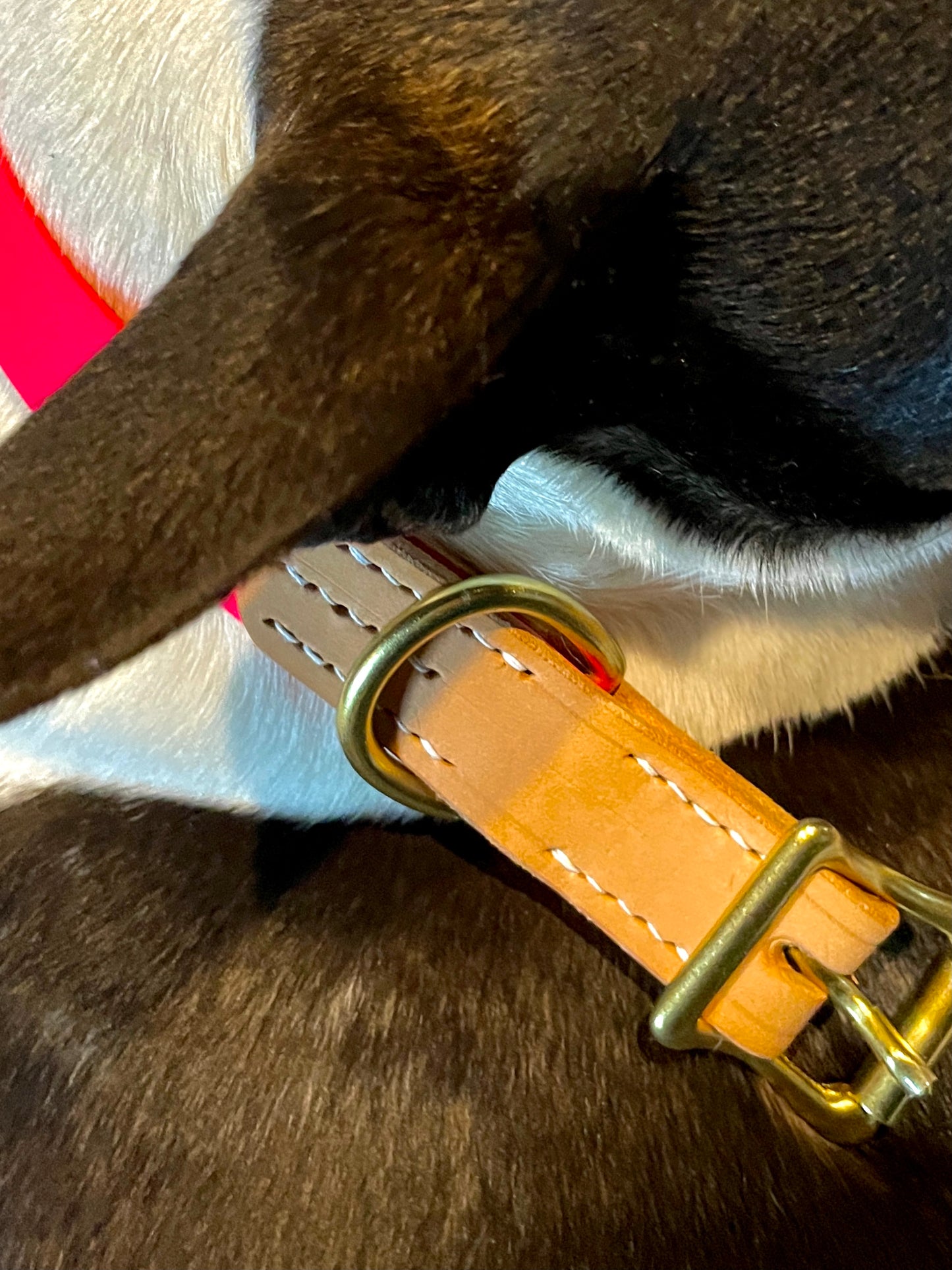 Two-Tone Natural American Vachetta Leather and Passion Fruit Pink Biothane Dog Collar w/Rustproof Shiny Solid Brass Roller Buckle and D-Ring, Fun and Sporty Bright Weather Resistant Leather and Biothane Collar