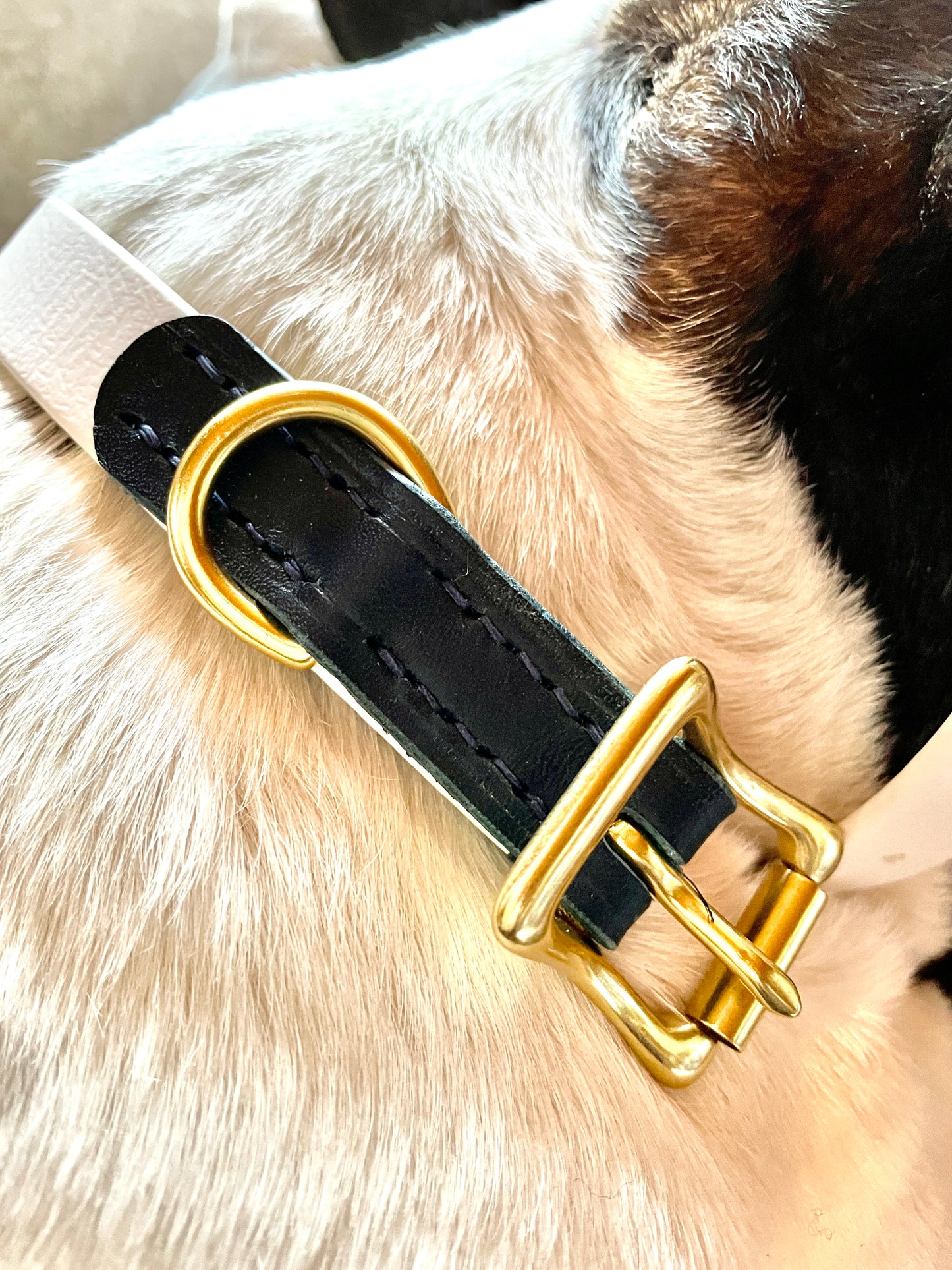 Two-Tone Italian Navy Marine Leather and Crisp White Biothane Dog Collar w/Heavy Rustproof Solid Brass Roller Buckle and D-Ring, Sporty Weather Resistant Leather and Biothane Dog Collar